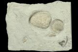 Cystoid (Holocystites) With Horn Corals & Brachiopod - Indiana #186792-1